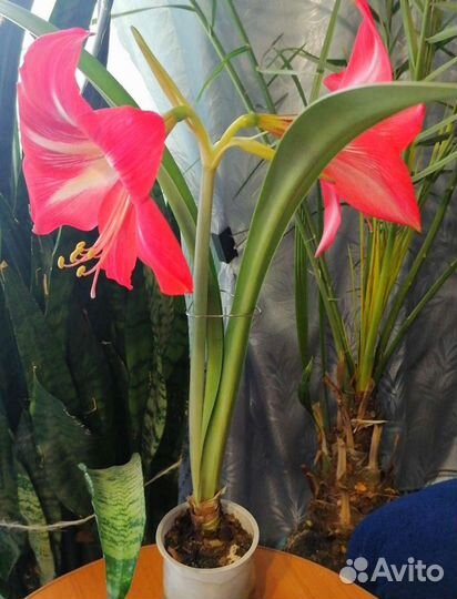 Декабрист,алоэ,каланхоэ,кактусы,гиппеаструм и др