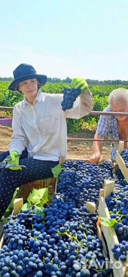 Виноград разных сортов