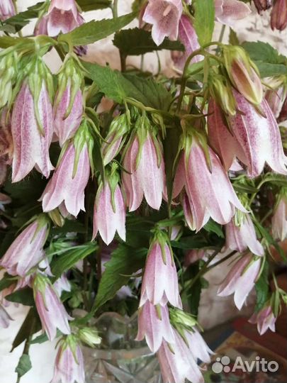 Садовые многолетние цветы