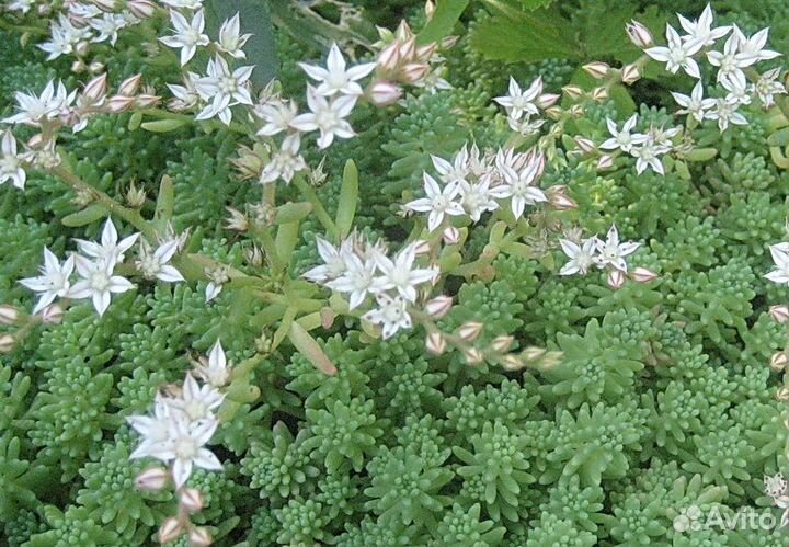 Очитки седумы разные (отправлю)