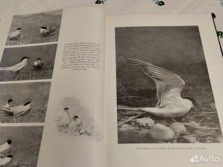 Kurt Gentz Vogelfruhling auf hiddensee 1957