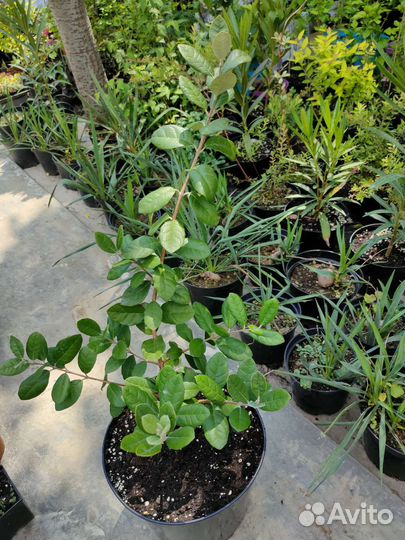 Инжир Грушевый, фейхоа, гранат, лавр, падуб