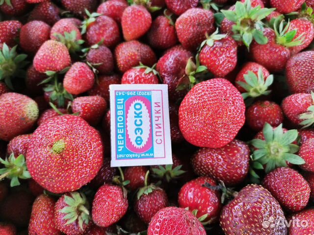 Клубника (саженцы зкс) весна 2023