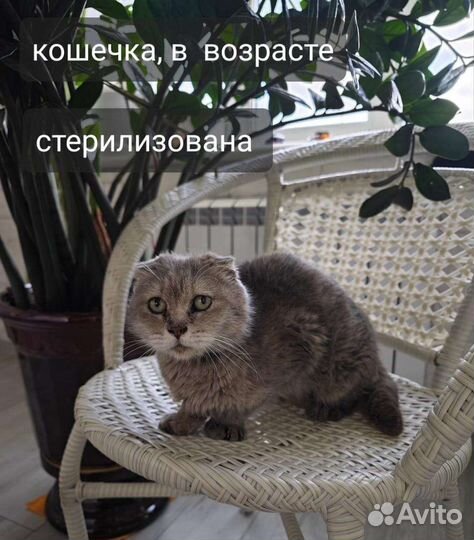 Вислоухая кошка бесплатно