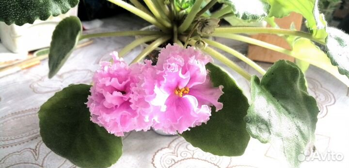 Фиалки сортовые