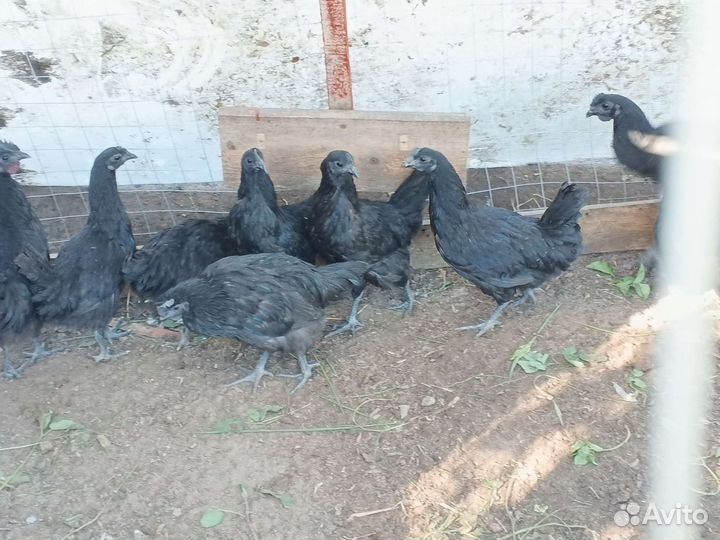 Молодки Ухейилюй