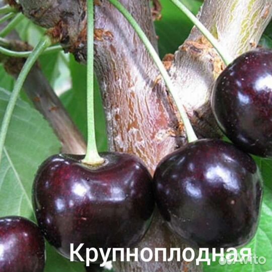 Саженцы Черешни