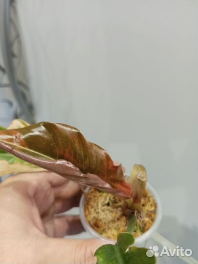 Филодендрон карамель марбл вар