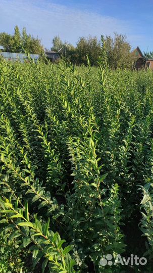 Бирючина (живая изгородь)