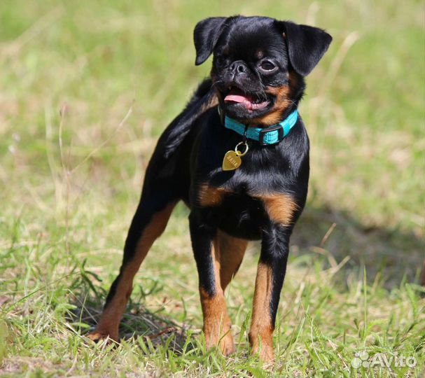 Пти брабансон