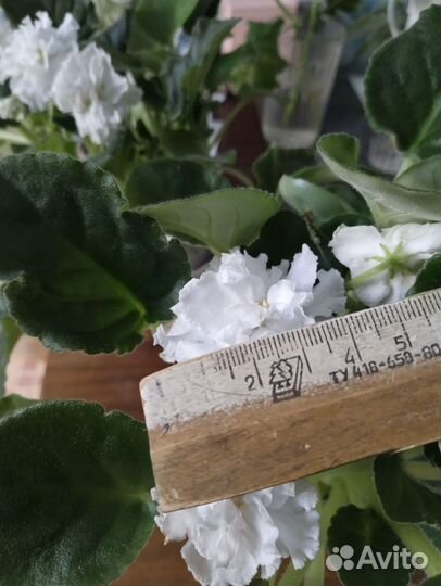 Фиалка в горшках 