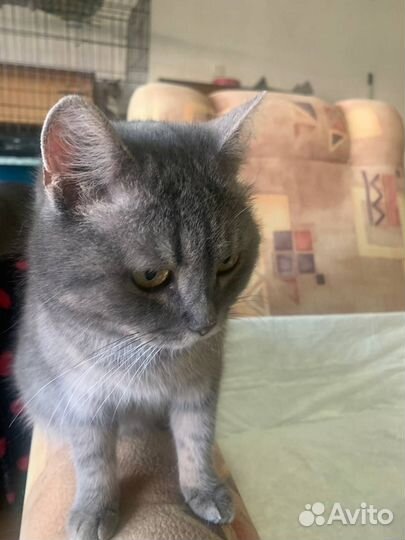 Кошка в дар бесплатно