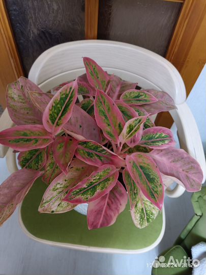 Аглаонема Сальмон фэнтези