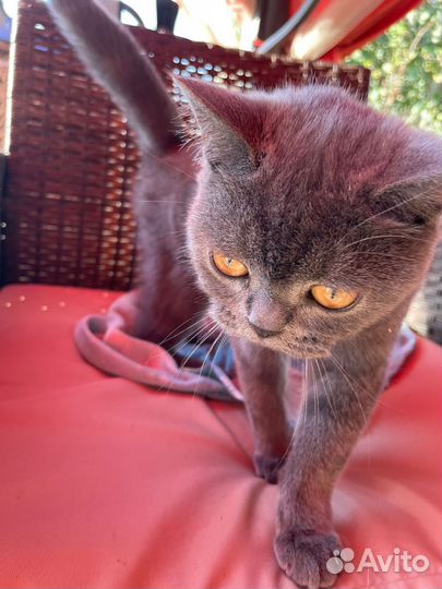 Британка-потеряшка