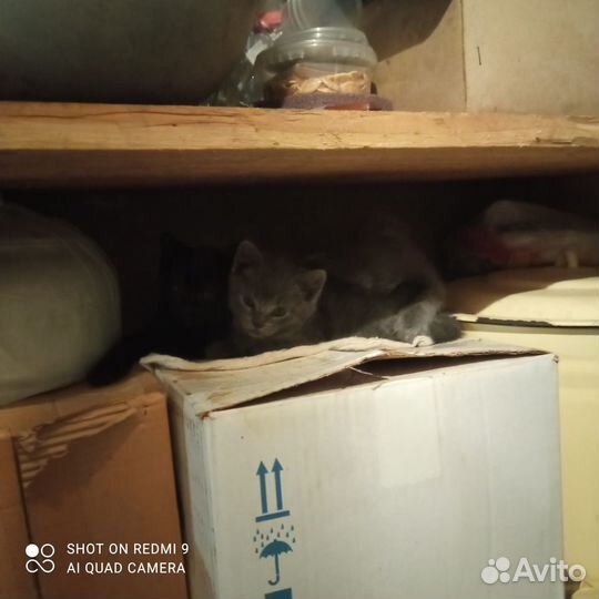 Котята ищут дом