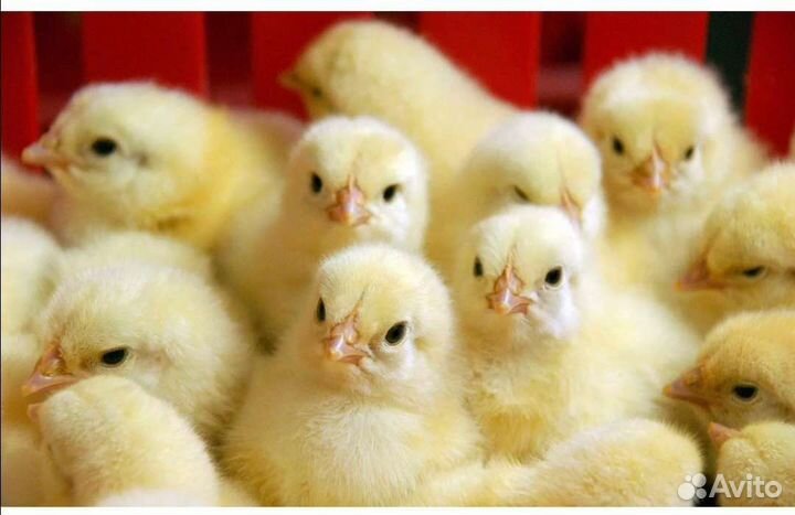 Цыплята бройлера Кобб 500