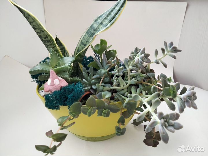 Флорариум из суккулентов 7 видов растений