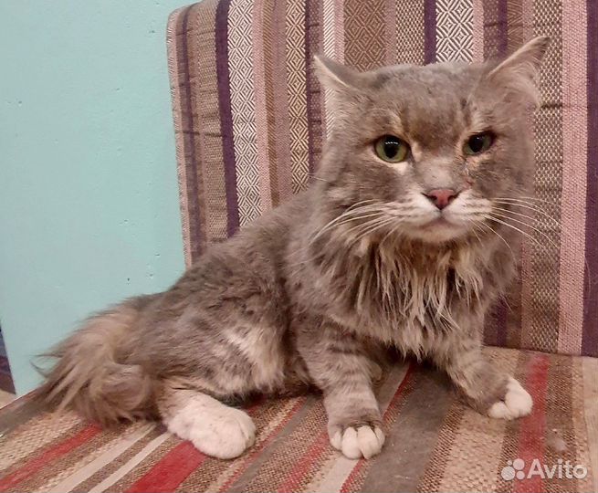 Котик Томас