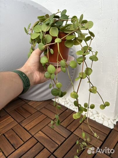 Пеперомия Хоуп