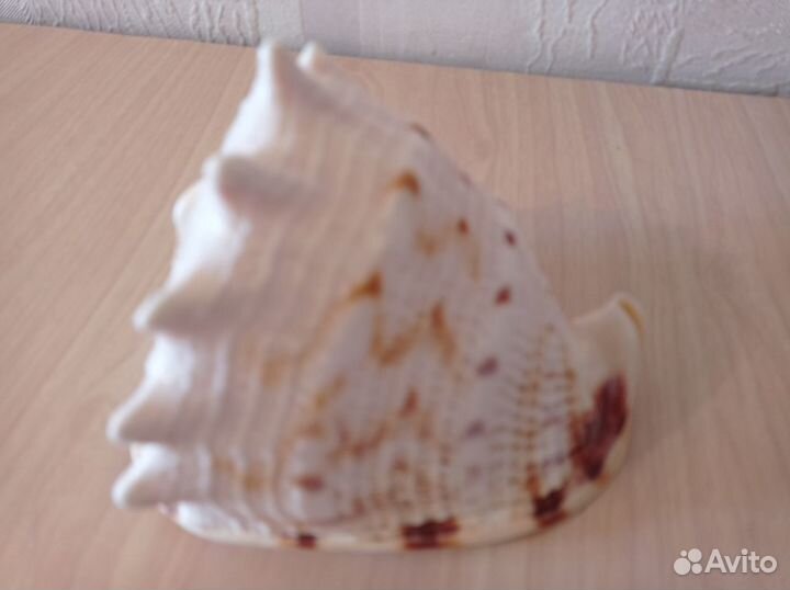 Набор ракушек для аквариума, ракушка океаническая