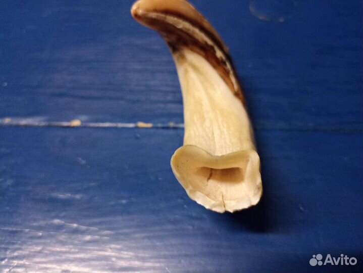 Клык кабана