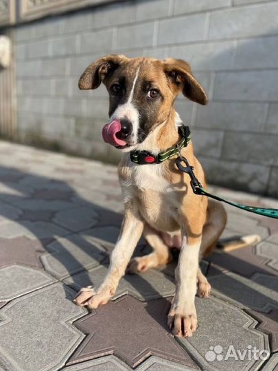 Чудесный щенок в добрые руки