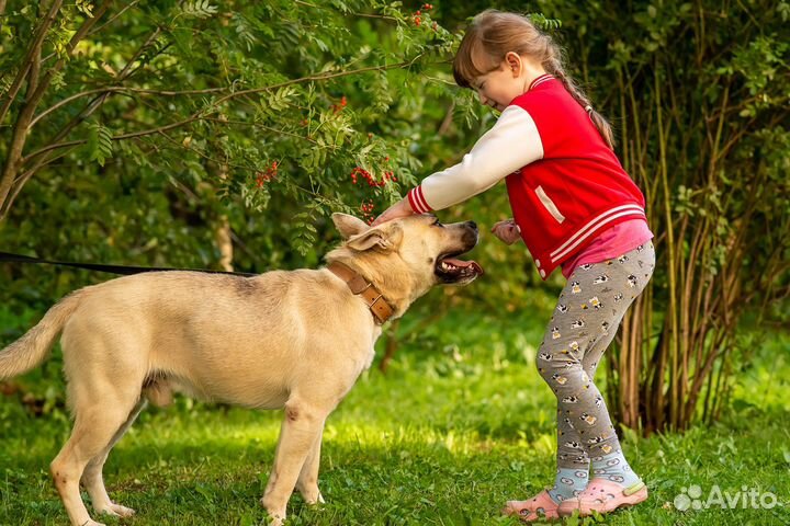 Собака ищет дом