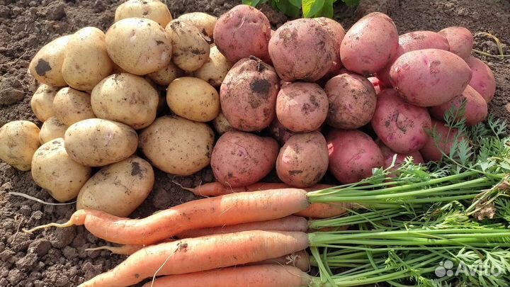 Картофель, чеснок, морковь, хрен