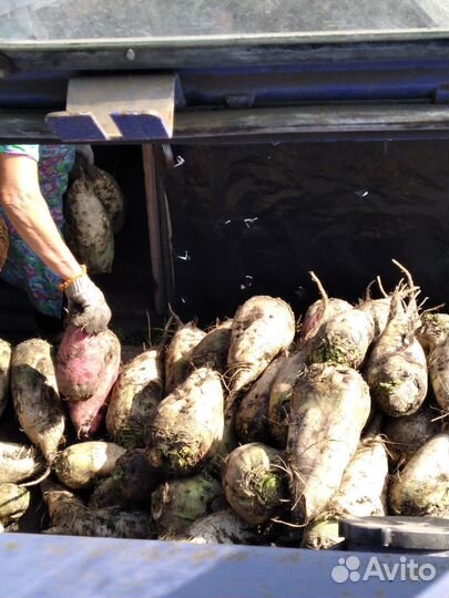 Тыква кормовая яровая