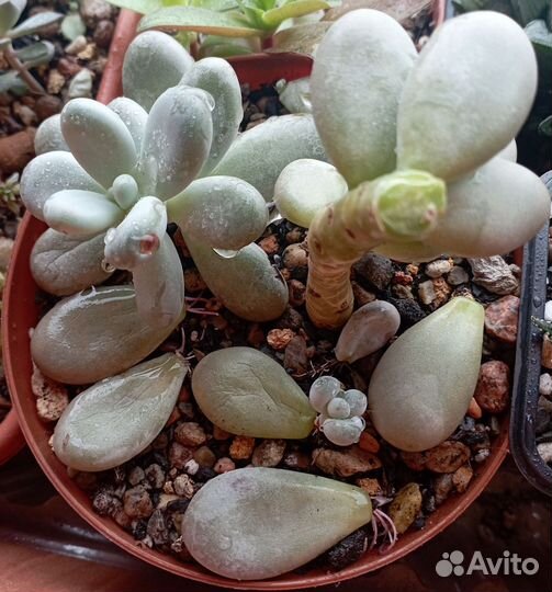 Суккуленты