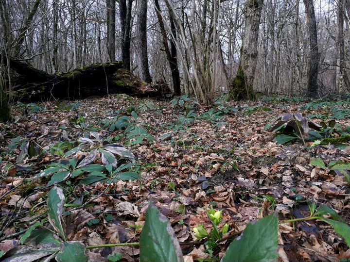 Участок 1,5 га (СНТ, ДНП)