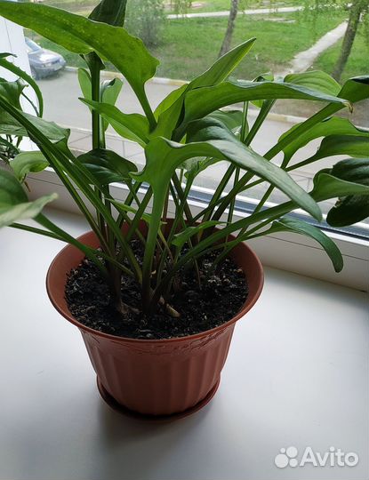 Дримиопсис