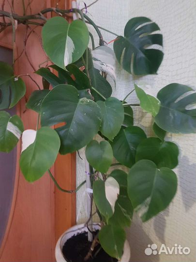 Комнатные растения