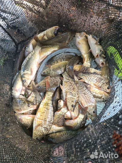 Продам малек карпа