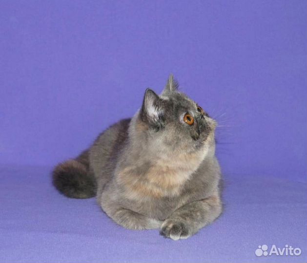 Экзотическая девочка