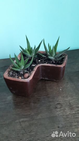 Комнатные цветы. Кактусы