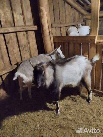 Козел и коза