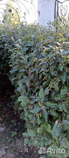 Бересклет japan садовый, самшит, кизильник