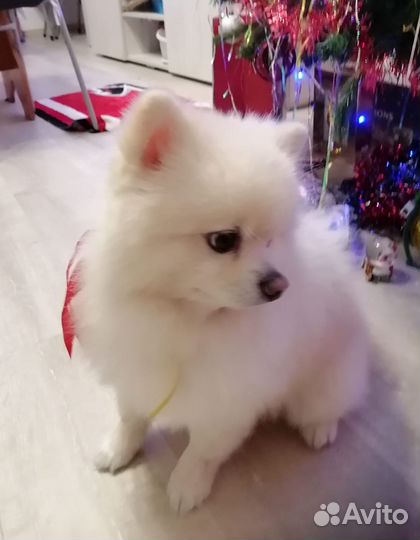 Кобель для вязки шпиц