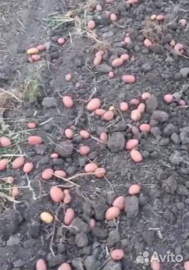 Фермерские продукты/картофель