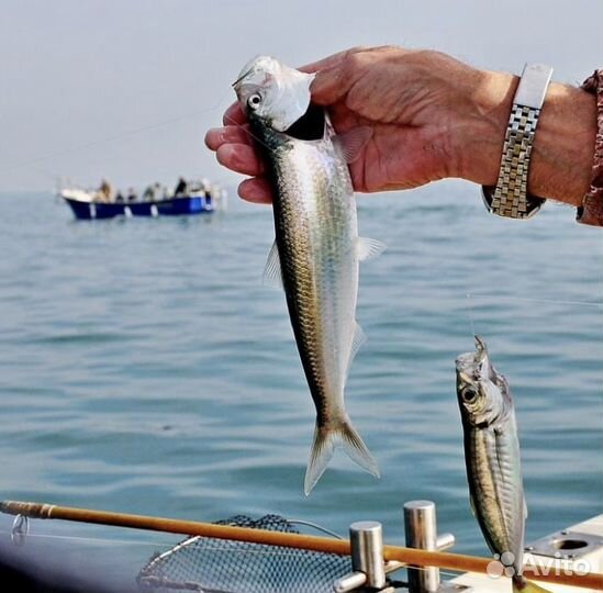 Морская рыбалка в Сочи