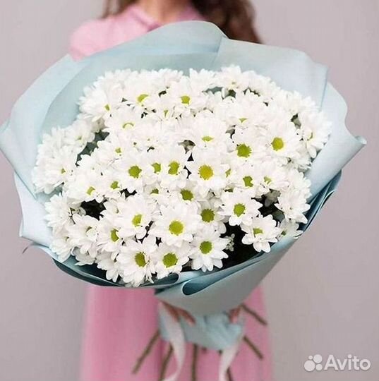 Хризантема