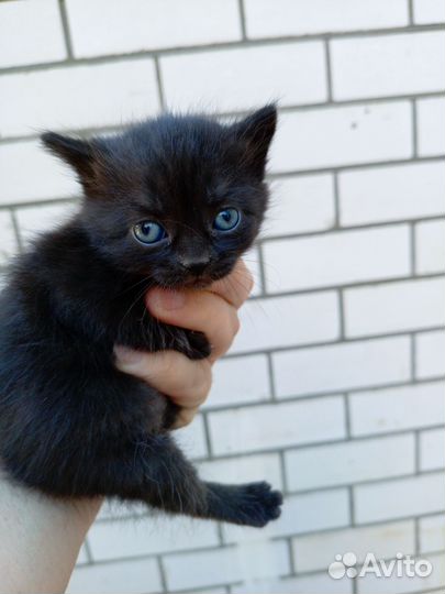 Котята в добрые ручки)