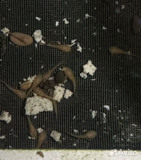 Жёлтый или Золотой Анциструс