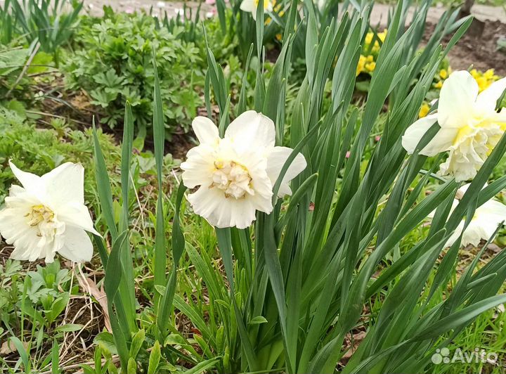 Луковицы нарциссов