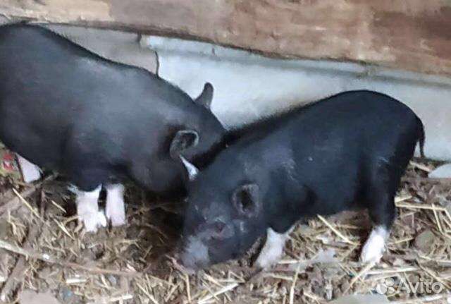 Вьетнамские вислобрюхие поросята