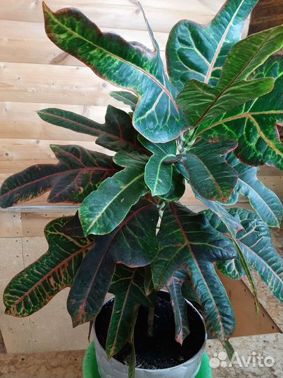 Кодиеум кротон