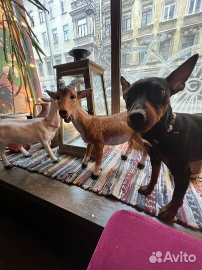 Вязка цвергпинчер