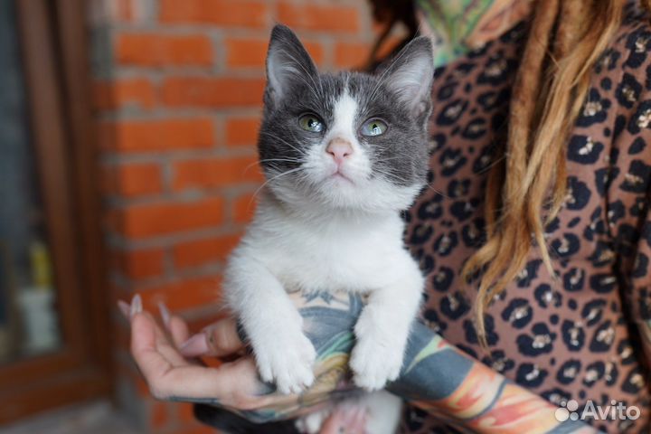 Котенок в добрые руки