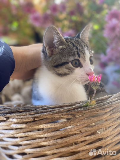 Котик в добрые руки